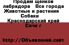 Продам щенков лабрадора - Все города Животные и растения » Собаки   . Краснодарский край,Сочи г.